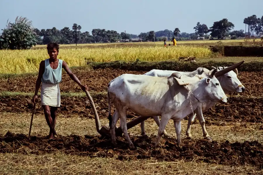 Do bailon ki katha ka saransh: खेत में हल खींचते दो सफ़ेद बैल और किसान
